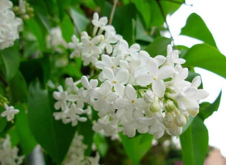 Petal, Flower, White, Flowering plant, Plant stem, Herbaceous plant, buddleia, Cornales, Jasmine, Pittosporaceae, 