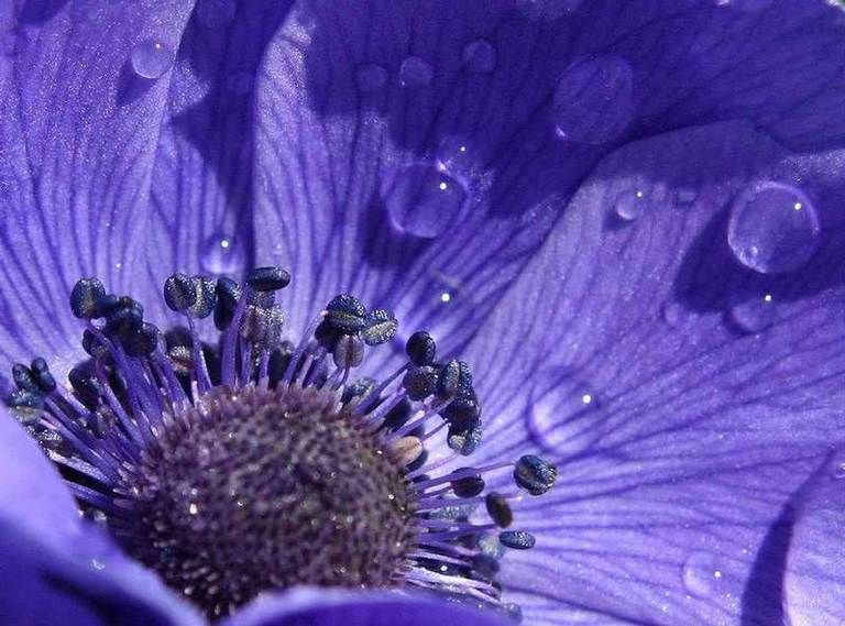 Blue, Flower, Petal, Purple, Violet, Colorfulness, Botany, Flowering plant, Lavender, Macro photography, 