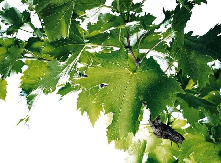 Green, Leaf, Grape leaves, Annual plant, 