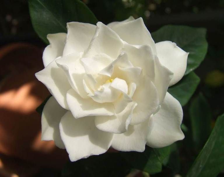 Petal, Flower, White, Botany, Flowering plant, Rose family, Garden roses, Rose, Rose order, Gardenia, 