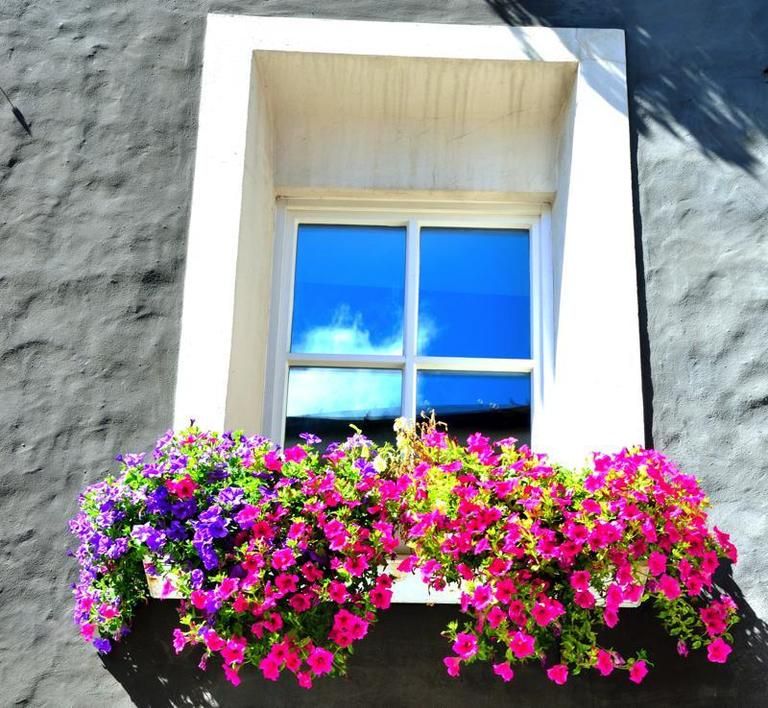 Window, Flower, Wall, Petal, Magenta, Fixture, Floristry, Rectangle, Annual plant, Floral design, 