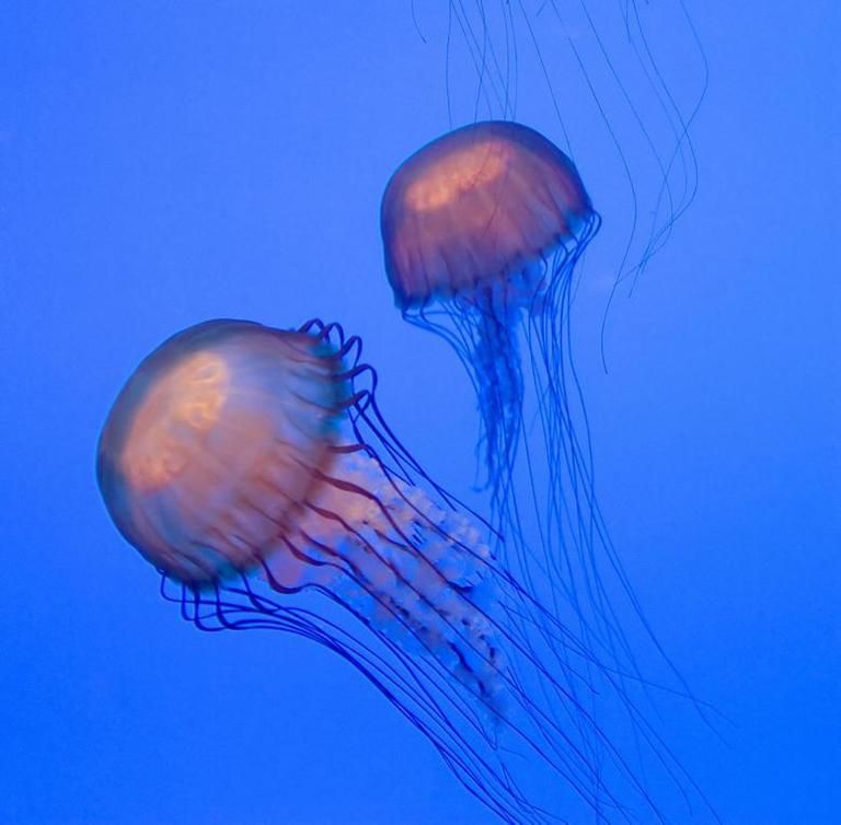 Jellyfish, Organism, Blue, Natural environment, Liquid, Marine invertebrates, Bioluminescence, Electric blue, Light, Azure, 