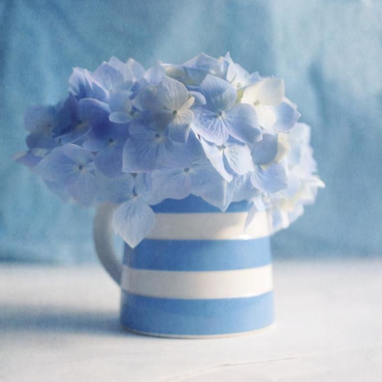 Blue, Petal, Flower, Cut flowers, Lavender, Flowering plant, Vase, Still life photography, World, Majorelle blue, 