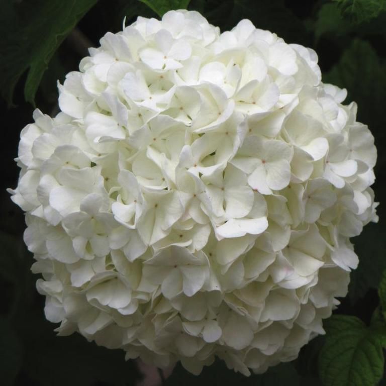 Petal, Flower, White, Botany, Flowering plant, Annual plant, Shrub, Hydrangeaceae, Hydrangea, Cornales, 
