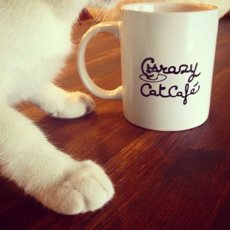 Cup, Drinkware, Serveware, Tableware, Mug, Fur, Small to medium-sized cats, Cup, Coffee cup, Teacup, 
