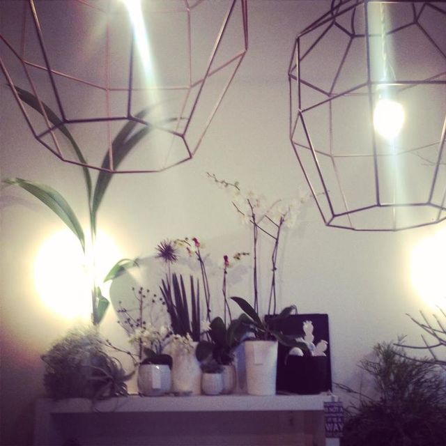 Lighting, Branch, Lighting accessory, Interior design, Light, Electricity, Flowerpot, Light fixture, Twig, Vase, 