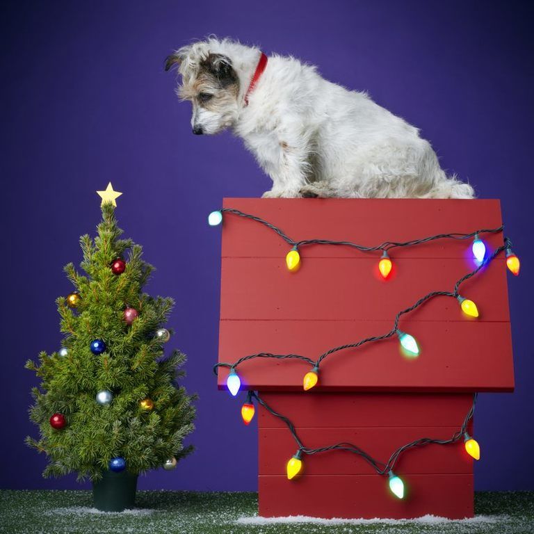 Dog breed, Dog, Carnivore, Holiday, Christmas tree, Christmas, Christmas decoration, Dog supply, Collar, Snout, 