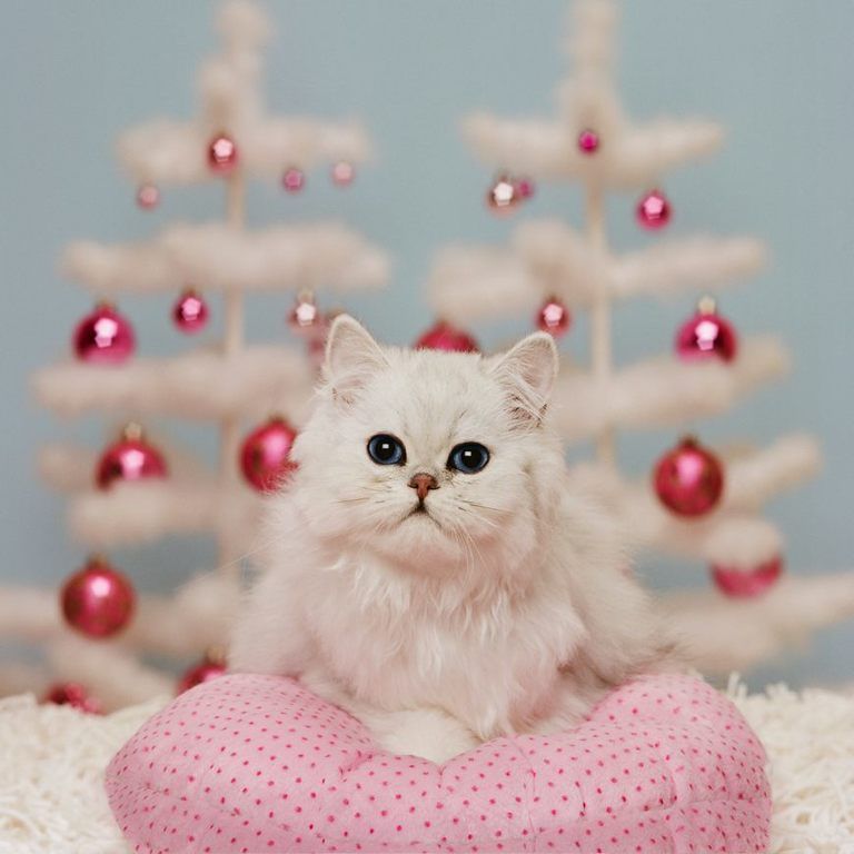 Winter, Carnivore, Small to medium-sized cats, Pink, Cat, Felidae, Whiskers, Holiday, Christmas, Christmas decoration, 