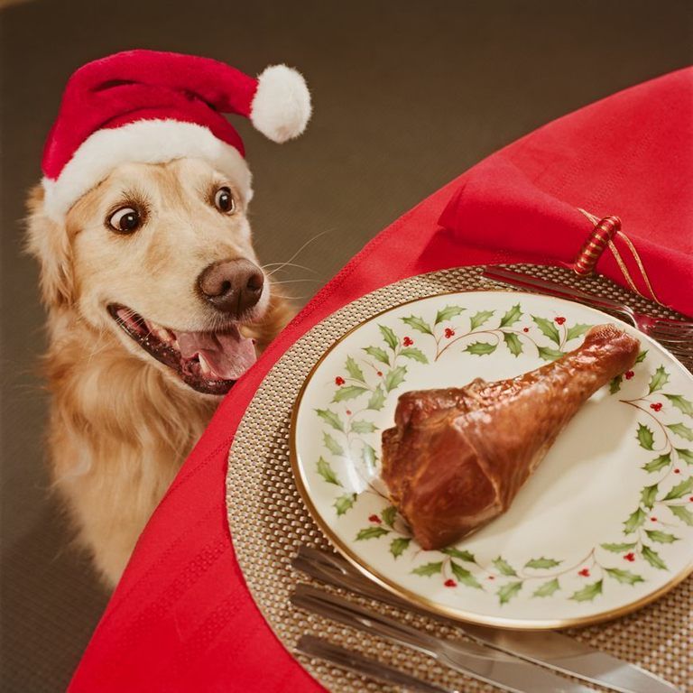 Dog, Dog breed, Food, Carnivore, Dishware, Ingredient, Sporting Group, Tableware, Plate, Meat, 