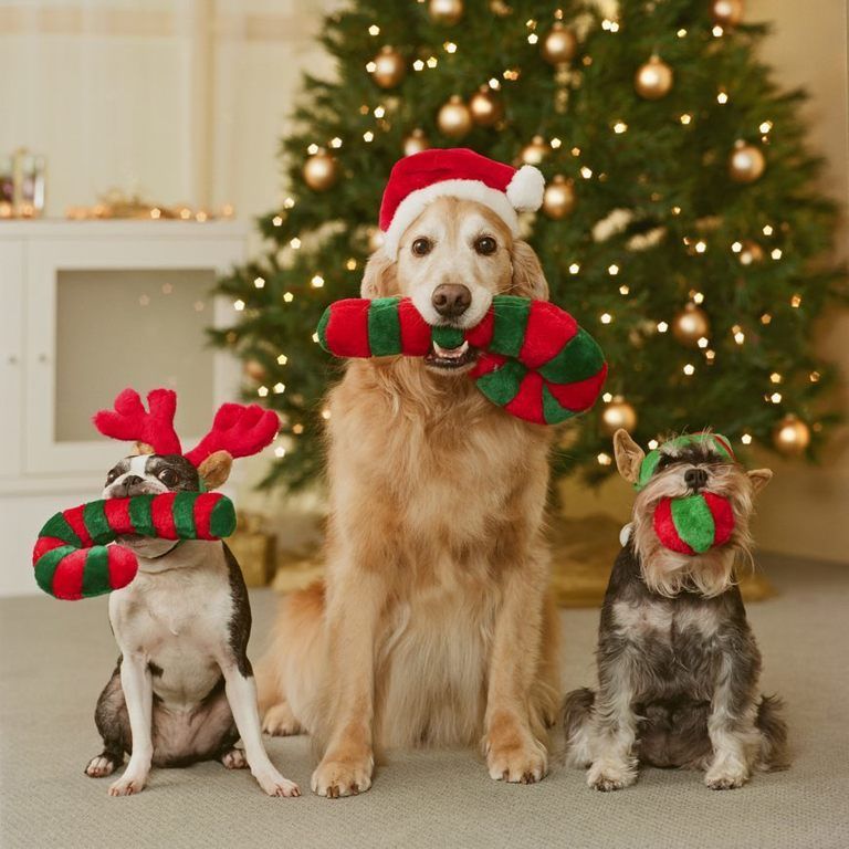 Event, Christmas decoration, Dog, Dog supply, Collar, Christmas ornament, Carnivore, Dog breed, Christmas eve, Sporting Group, 