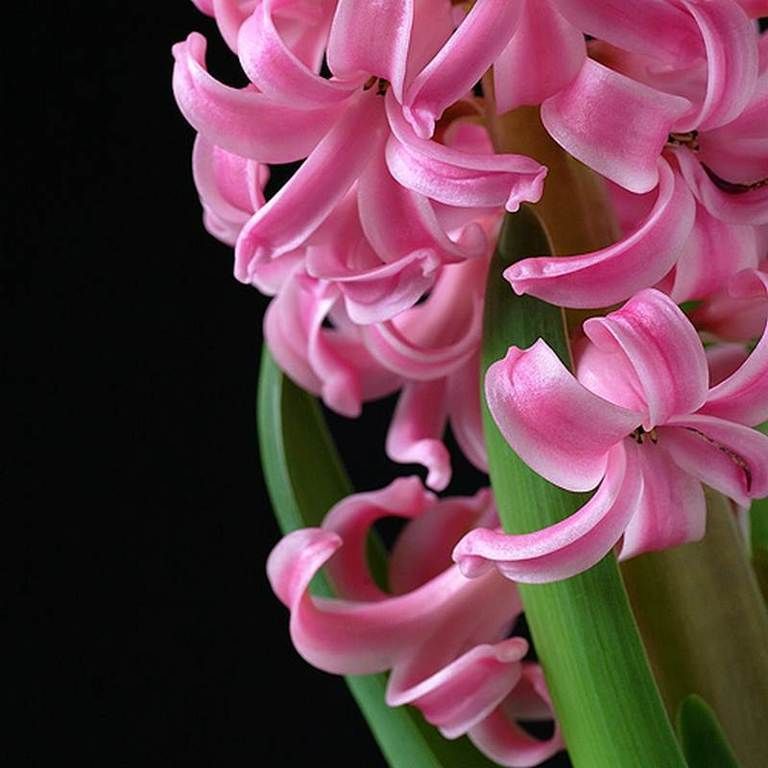 Petal, Flower, Pink, Flowering plant, Magenta, Botany, Terrestrial plant, Hyacinth, Plant stem, Spring, 