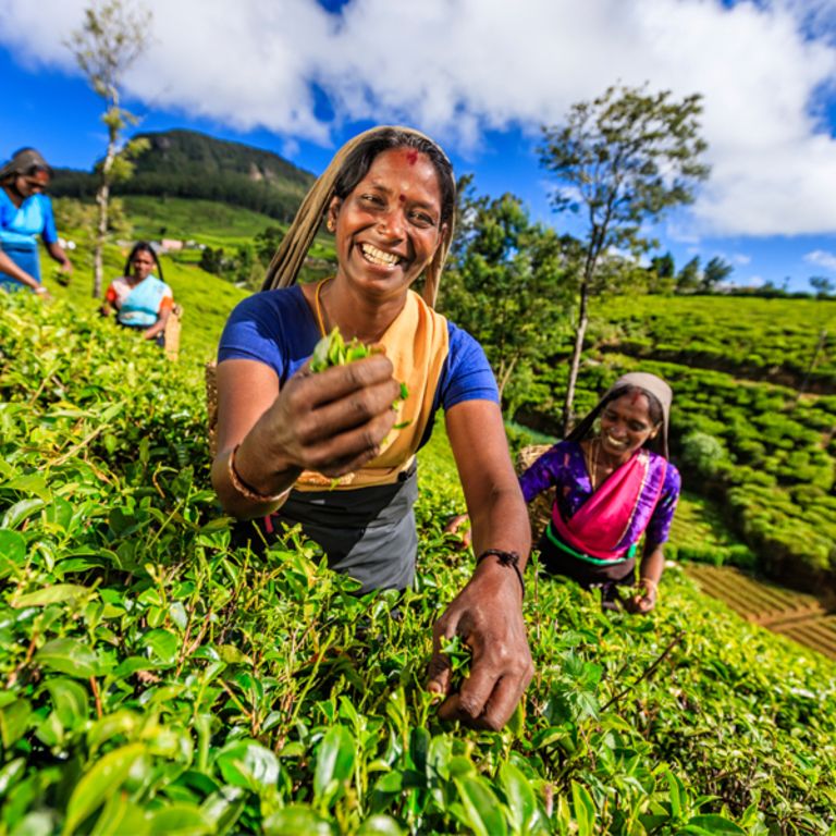 Что делать на шри. Шри ланкийцы. Чайные плантации Шри Ланка экскурсия. Шри-ланкийские малайцы. Шри Ланка колорит.