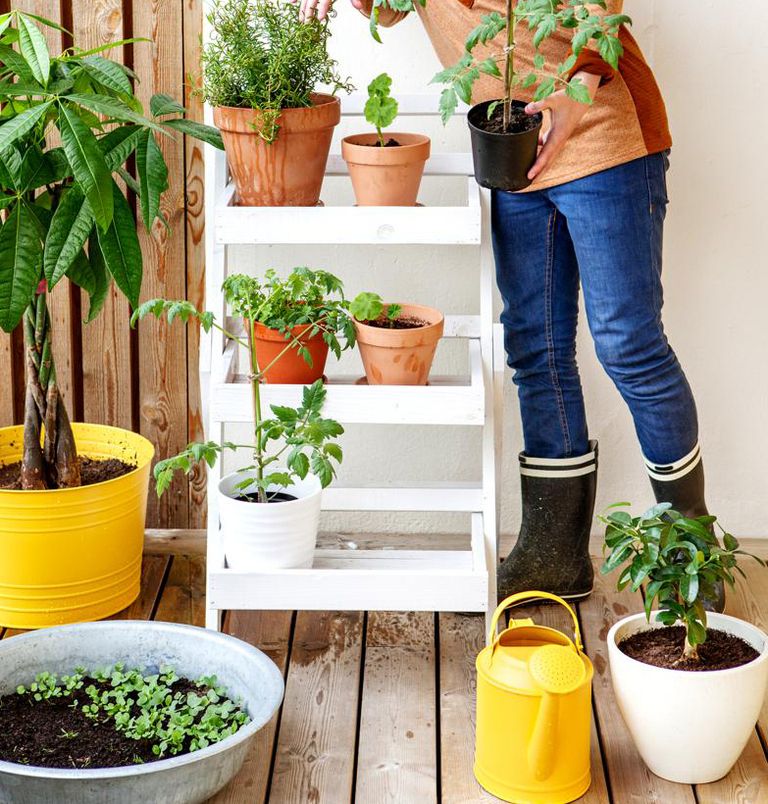 Flowerpot, Plant, Jeans, Denim, Interior design, Shrub, Houseplant, Herb, Annual plant, Garden, 
