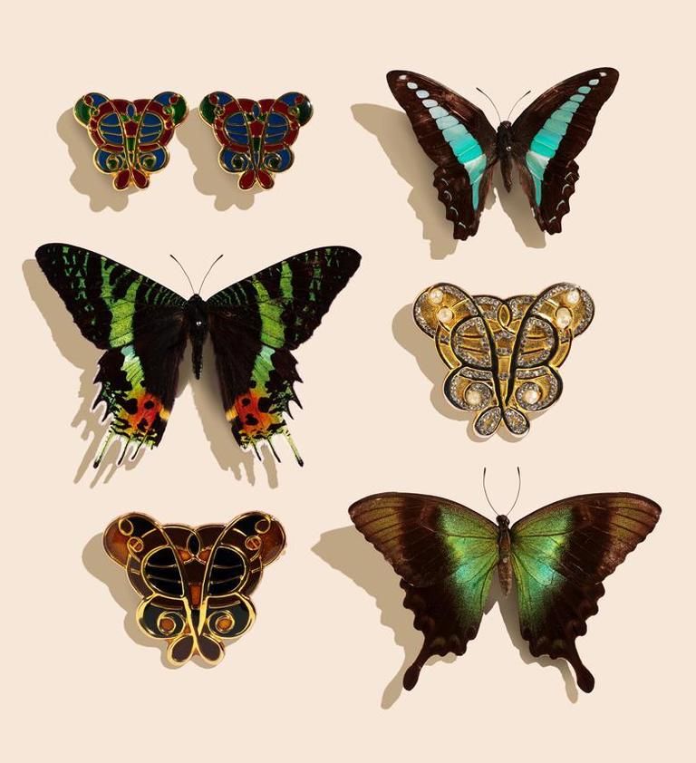 Invertebrate, Arthropod, Organism, Insect, Pollinator, Butterfly, Wing, Moths and butterflies, Teal, Symmetry, 