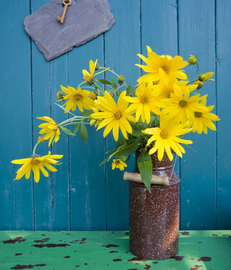 Petal, Yellow, Flower, Flowering plant, Flowerpot, Botany, Teal, Majorelle blue, Turquoise, Still life photography, 