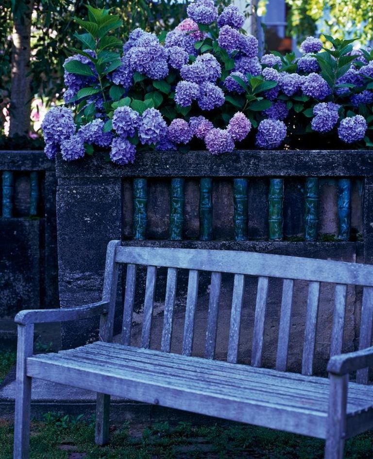 Blue, Flower, Purple, Shrub, Lavender, Violet, Bench, Outdoor furniture, Botany, Garden, 
