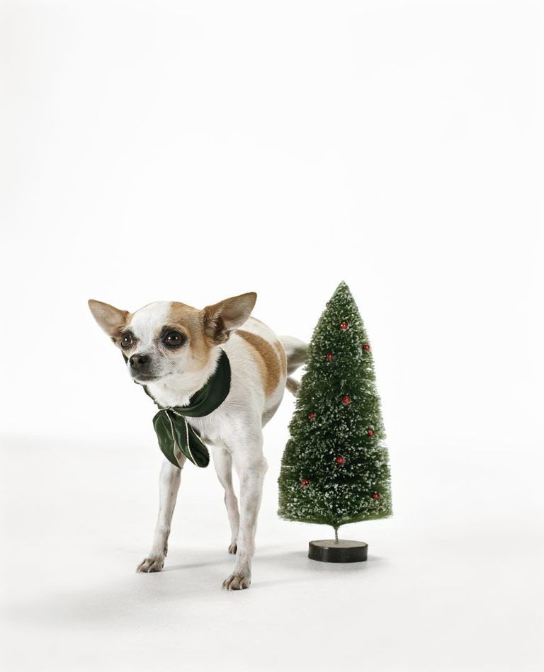Dog, Carnivore, Dog breed, Christmas decoration, Christmas tree, Dog supply, Holiday, Snout, Fawn, Evergreen, 
