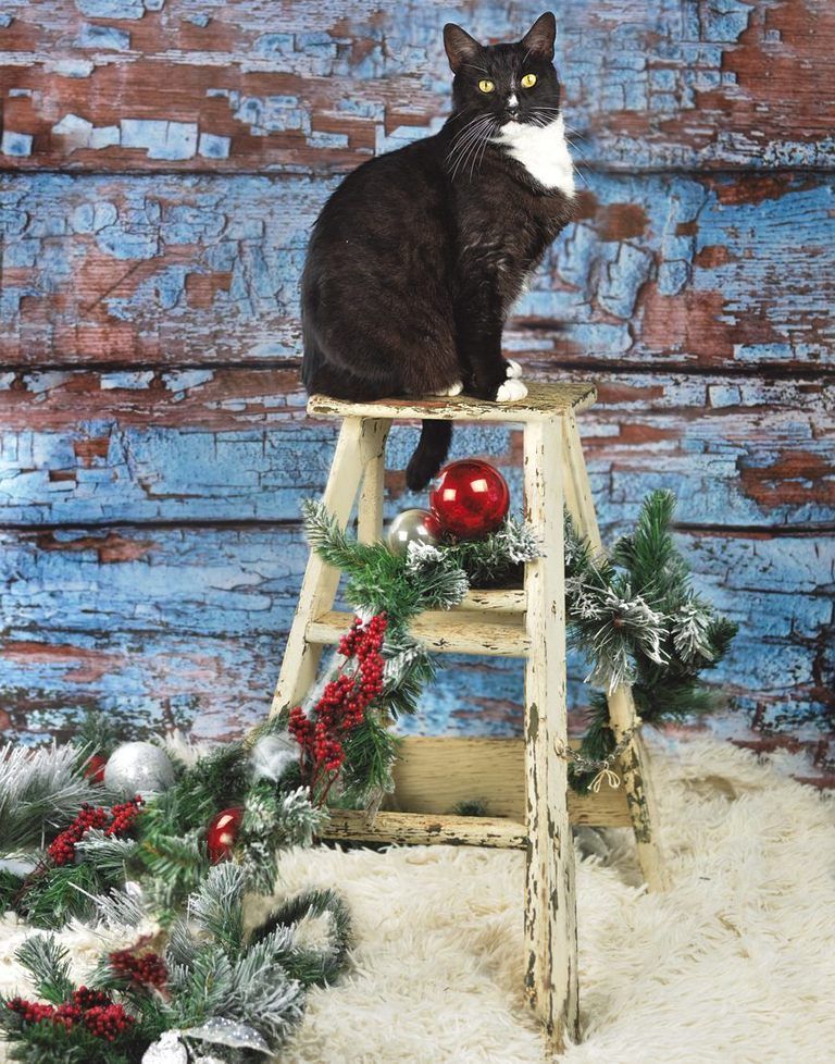 Small to medium-sized cats, Cat, Felidae, Carnivore, Brick, Whiskers, Christmas decoration, Brickwork, Christmas, Conifer, 