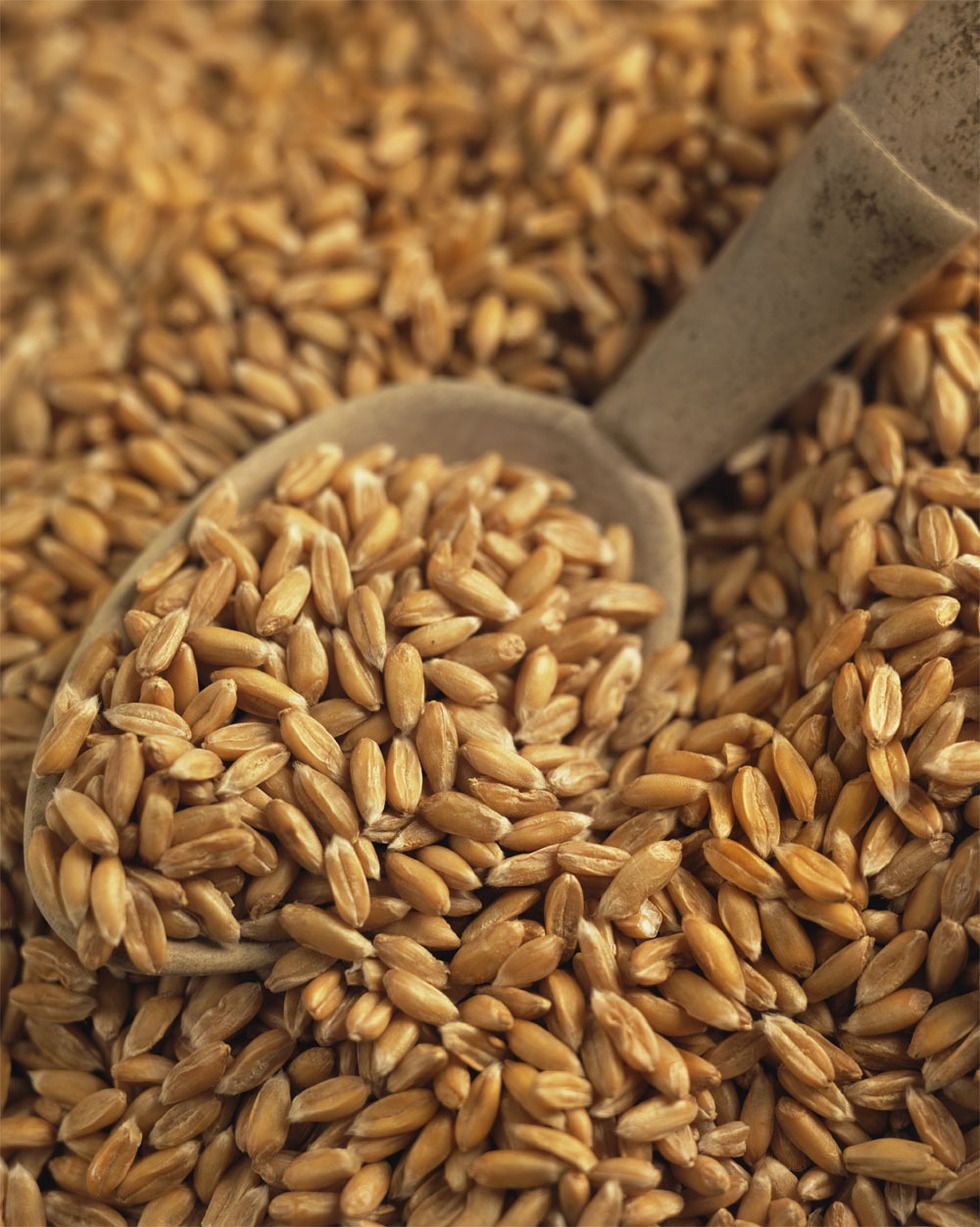 Ingredient, Food, Food grain, Seed, Wheat, Grass family, Produce, Natural material, Dinkel wheat, Khorasan wheat, 