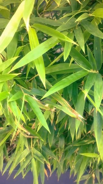Green, Leaf, Terrestrial plant, Grass family, Plant stem, Agriculture, Herbaceous plant, 