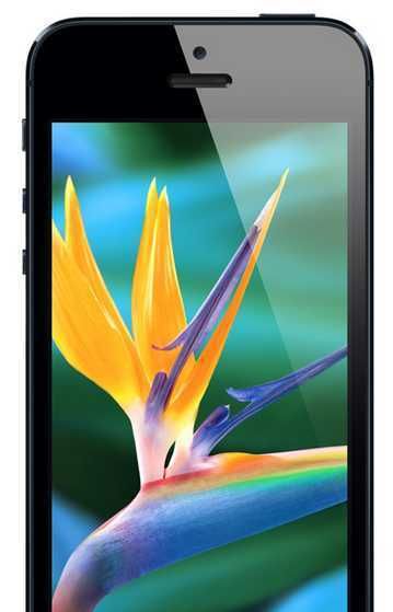 Display device, Electronic device, Communication Device, bird of paradise, Colorfulness, Portable communications device, Mobile device, Mobile phone, Technology, Gadget, 