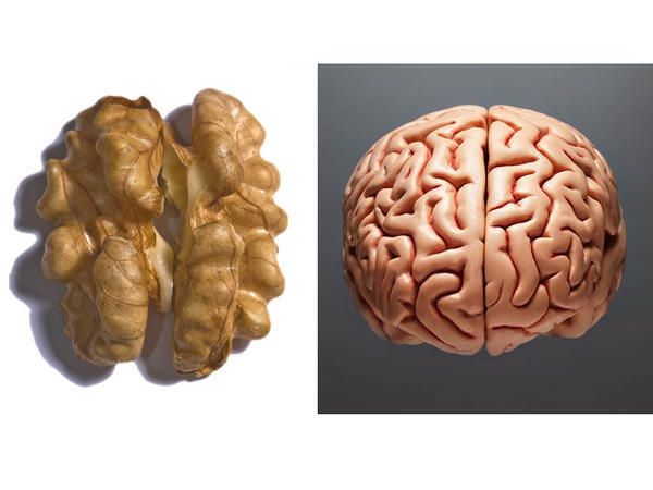 Brain, Organ, Human anatomy, Symmetry, Carving, Brain, Natural material, Creative arts, Walnut, 