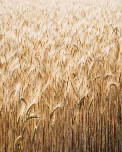Grass, Brown, Agriculture, Field, Summer, Wheat, Grass family, Khorasan wheat, Crop, Flowering plant, 