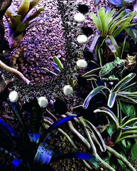 Blue, Purple, Violet, Lavender, Terrestrial plant, Natural material, Perennial plant, Iris, Lobelia, 