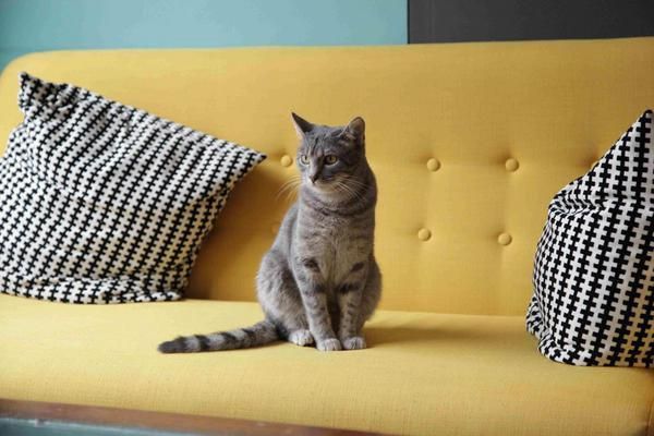 Small to medium-sized cats, Felidae, Cat, Carnivore, Mammal, Comfort, Whiskers, Grey, Couch, Home accessories, 