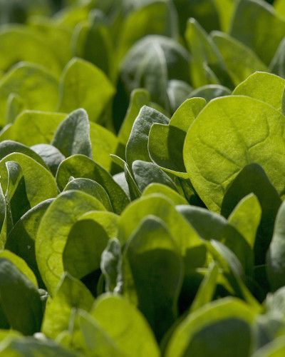 Leaf, Groundcover, Close-up, Herb, Herbaceous plant, Annual plant, 