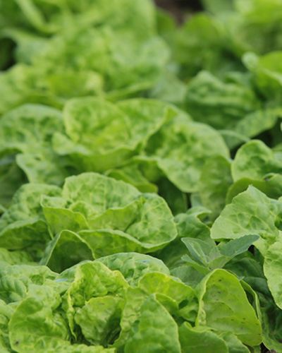 Green, Leaf, Leaf vegetable, Ingredient, Vegetable, Produce, Whole food, Herb, Cruciferous vegetables, wild cabbage, 