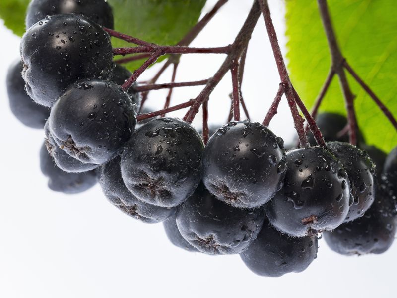 Grape, Fruit, Davidson's Plum, Blueberry, Berry, Bilberry, Chokeberry, Grapevine family, Plant, Zante currant, 