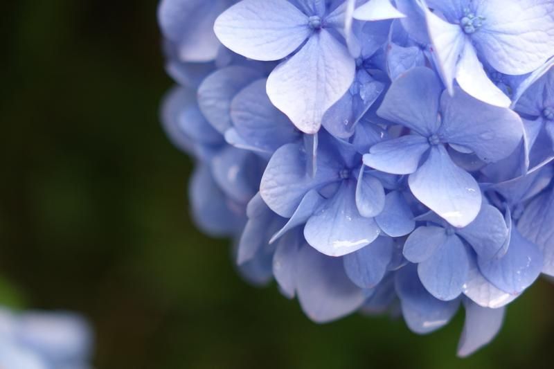 Blue, Petal, Flower, Colorfulness, Purple, Flowering plant, Botany, Violet, Lavender, Majorelle blue, 