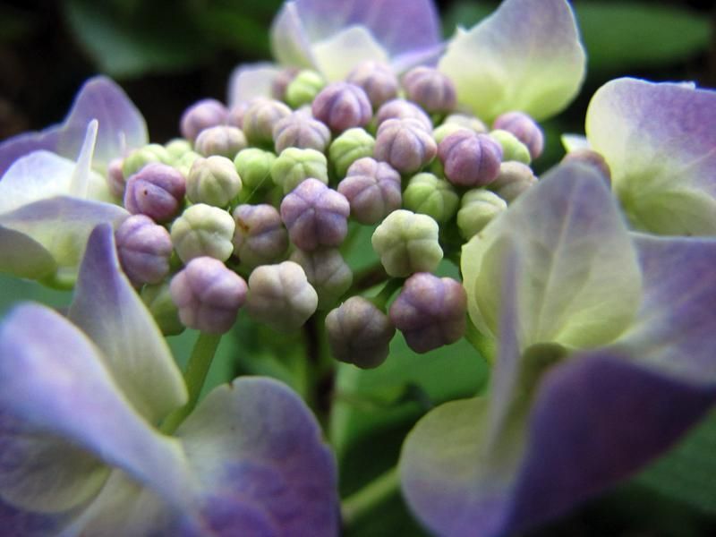 Purple, Flower, Violet, Lavender, Flowering plant, Lilac, Spring, Macro photography, Close-up, Hydrangeaceae, 