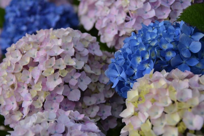 Blue, Flower, Purple, Pink, Violet, Petal, Lavender, Groundcover, Hydrangeaceae, Annual plant, 