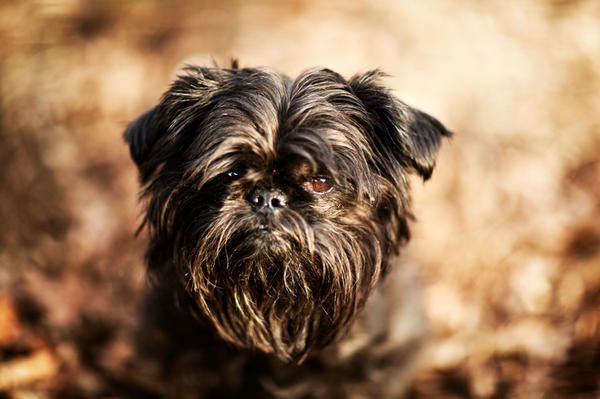 Dog breed, Dog, Carnivore, Vertebrate, Mammal, Toy dog, Snout, Puppy, Companion dog, Small terrier, 