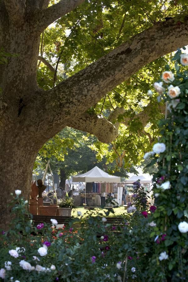 Garden, Shrub, Woody plant, Petal, Botany, Trunk, Spring, Yard, Tent, Park, 