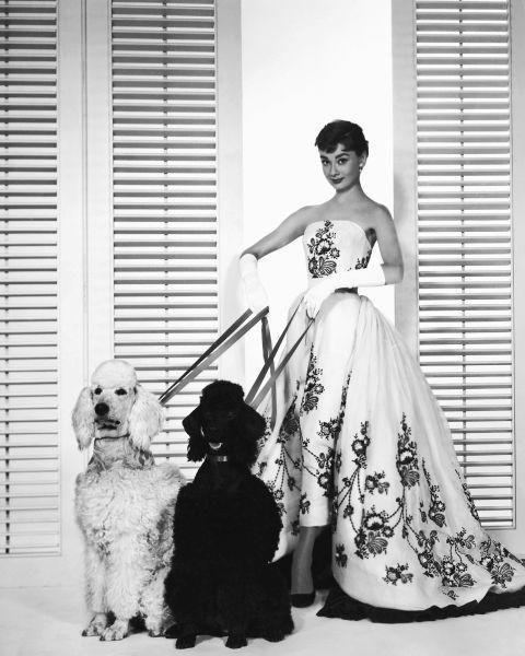 Human, Dog breed, Dog, Dress, Carnivore, Mammal, Style, One-piece garment, Window covering, Gown, 