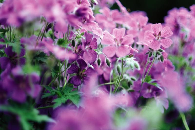 Petal, Flower, Purple, Pink, Magenta, Violet, Botany, Flowering plant, Lavender, Wildflower, 