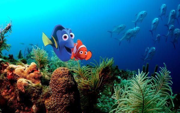 Underwater, Organism, anemone fish, Fluid, Natural environment, Vertebrate, Fish, Coral reef, Coral, clownfish, 