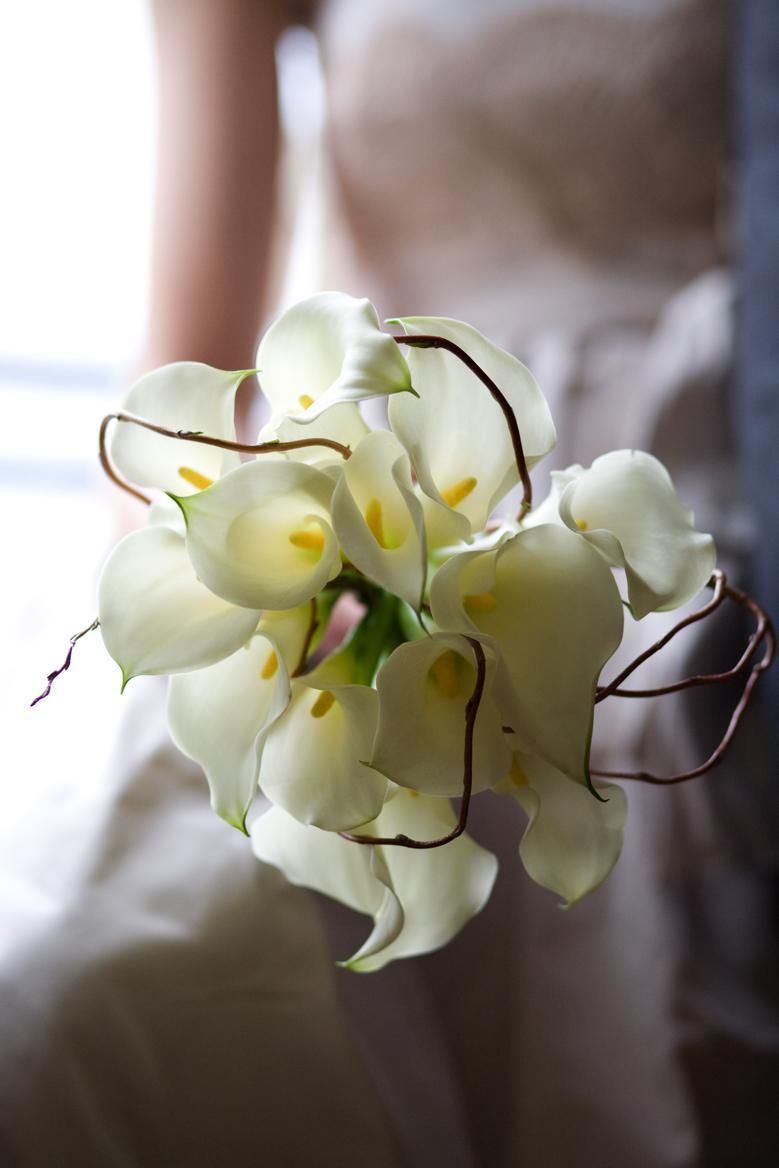 Petal, Flower, White, moth orchid, Blossom, Flowering plant, Botany, Terrestrial plant, Spring, Orchids of the philippines, 