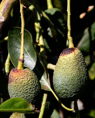 Fruit tree, Produce, Botany, Woody plant, Twig, Terrestrial plant, Fruit, Plant stem, Macro photography, Mulberry family, 