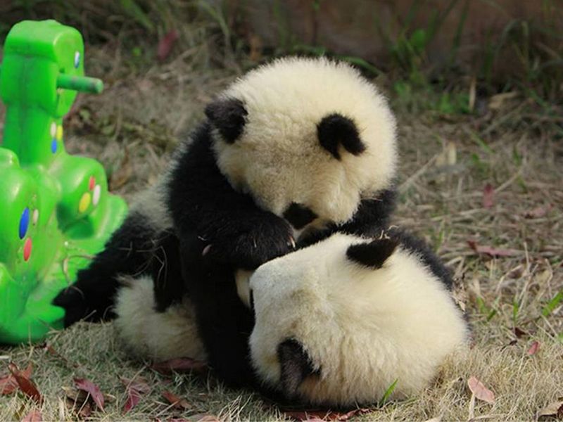 Panda, Nature, Organism, Grass, Daytime, Natural environment, Green, Vertebrate, Nature reserve, Terrestrial animal, 