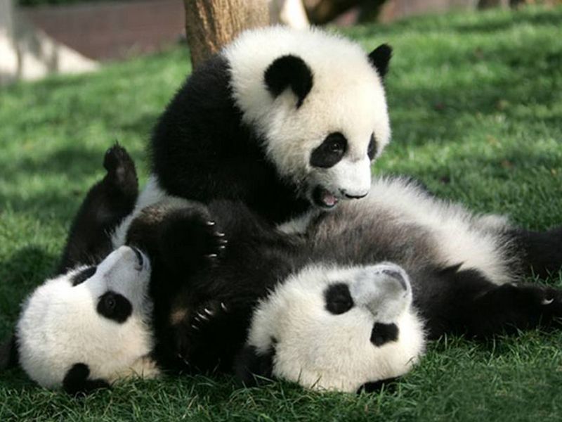 Panda, Nature, Organism, Daytime, Natural environment, Vertebrate, Photograph, Terrestrial animal, Carnivore, Snout, 