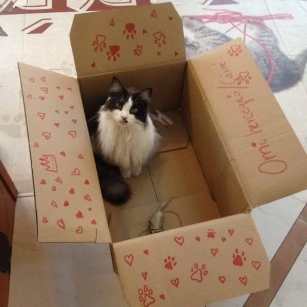 Small to medium-sized cats, Carnivore, Cat, Felidae, Box, Cardboard, Shipping box, Carton, Packaging and labeling, Paper product, 