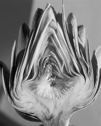 Monochrome photography, Monochrome, Botany, Black-and-white, Art, Photography, Still life photography, Close-up, Natural material, Herbaceous plant, 