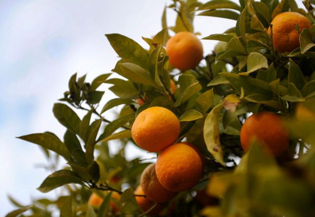 Fruit tree, Fruit, Plant, Citrus, Orange, Tangerine, Clementine, Mandarin orange, Valencia orange, Bitter orange, 