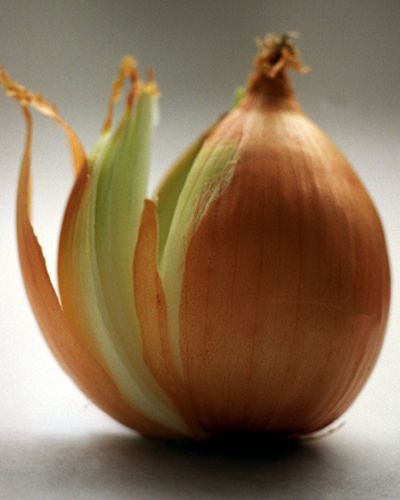 Ingredient, Onion, Natural foods, Vegetable, Produce, Botany, Vegan nutrition, Still life photography, Whole food, Bulb, 