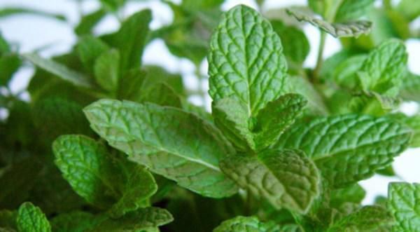 Leaf, Herb, Annual plant, Mint, Peppermint, Nettle family, 