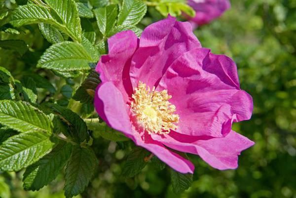 Petal, Flower, Shrub, Pink, Rose family, Flowering plant, Rose order, California wild rose, Rosa nitida, Rosa nutkana, 